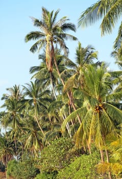 Big beautiful coconut palms on the beach in Thailand