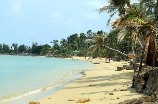 Big beautiful coconut palms on the beach in Thailand