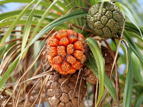 Beautiful large round fruit growing on a tree in Thailand