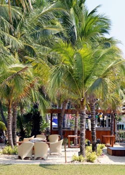 Big beautiful coconut palms on the beach in Thailand