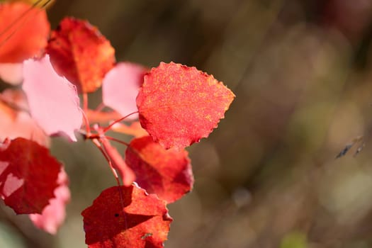 Beautiful red leaves of the tree are photographed closeup