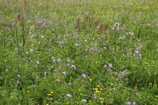 Colorful summer meadow