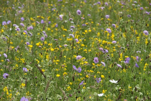 Colorful summer meadow