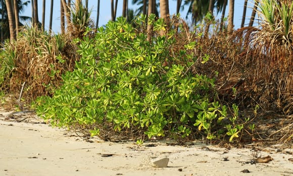 Tropical plant with large green leaves on the beach in Thailand