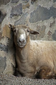 Sheep leaning against wall