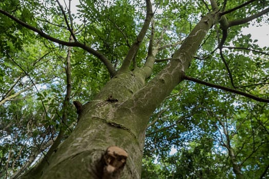 low viewpoint shot of trees with leaves