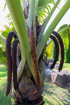 Sea Coconut or Coco de Mer, Double Coconut, Lodoicea maldivica with male flowers are catkin-like.