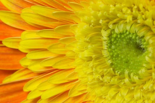 Detailed view of the orange-yellow chrysanthemum flower