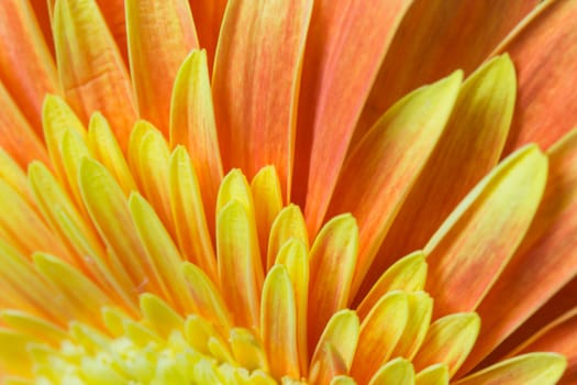 Detailed view of the orange-yellow chrysanthemum flower