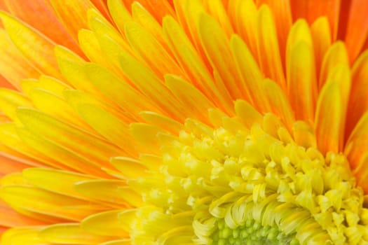 Detailed view of the orange-yellow chrysanthemum flower