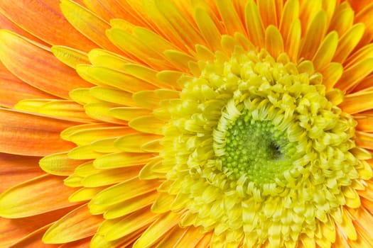 Detailed view of the orange-yellow chrysanthemum flower