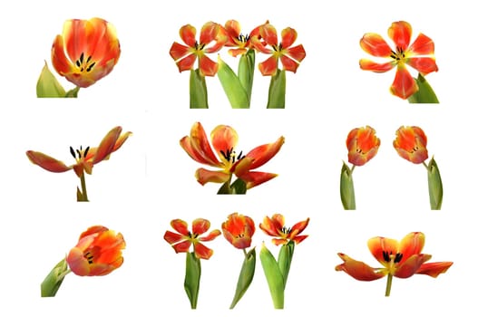 Tulips