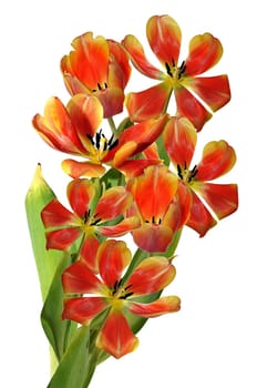 Tulip bouquet