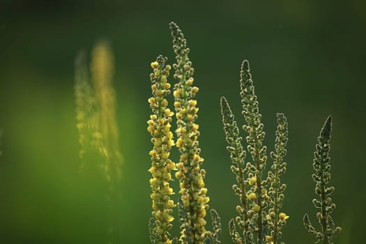 Yellow flowers. Blooming flowers. Mullein on a green grass. Meadow with flowers. Wild flowers on nature green background. Nature flower. Flowers on field.