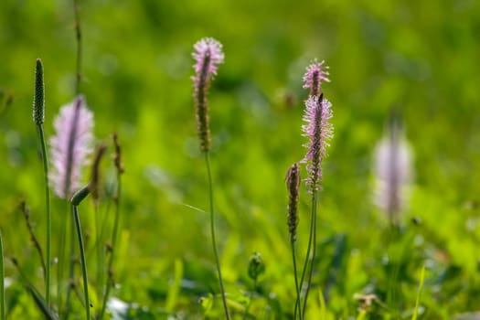 Pink flowers. Blooming flowers. Violet flowers on a green grass. Meadow with rural flowers. Wild flowers. Nature flowers on field.