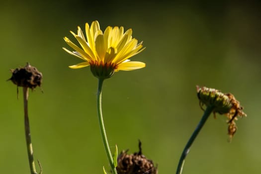 Yellow calendula flowers. Blooming marigold flowers. Yellow calendula on a green grass. Garden with calendula. Garden flowers. Nature flowers in garden. Blooming calendula.