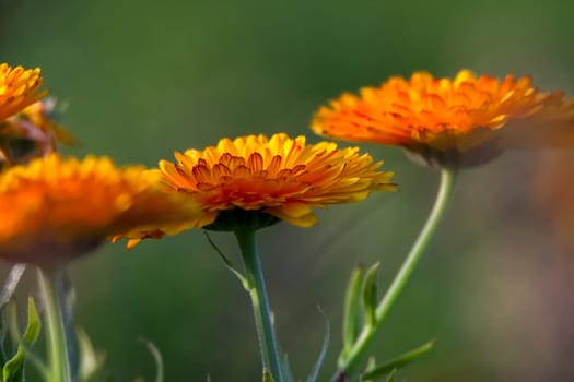 Orange calendula flowers. Blooming marigold flowers. Orange calendula on a green grass. Garden with calendula. Garden flowers. Nature flowers in garden. Blooming calendula.