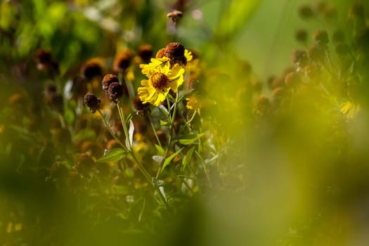 Yellow flower. Blooming flower. Yellow flower on a green grass. Garden with deflorate flowers. Garden flowers. Nature flowers in garden. ..