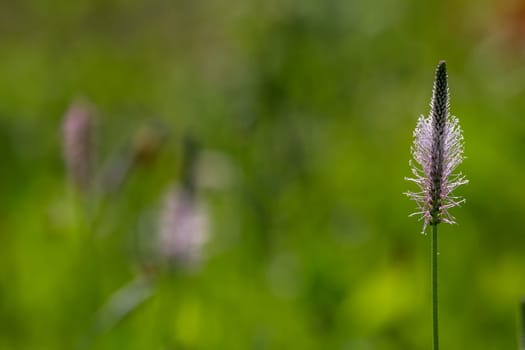 Pink flowers. Blooming flowers. Violet flowers on a green grass. Meadow with rural flowers. Wild flowers. Nature flowers on field.