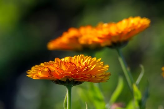 Orange calendula flowers. Blooming marigold flowers. Orange calendula on a green grass. Garden with calendula. Garden flowers. Nature flowers in garden. Blooming calendula.