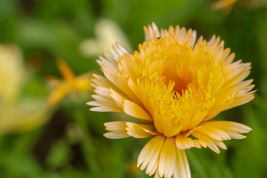 Yellow calendula flowers. Blooming marigold flowers. Yellow calendula on a green grass. Garden with calendula. Garden flowers. Nature flowers in garden. Blooming calendula.
