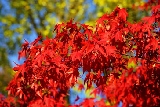 Japanese maple under blue sky in autumn