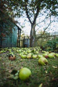 A close-up selective focus shot of freshly fallen green apples lying in a back yard below a tree.
