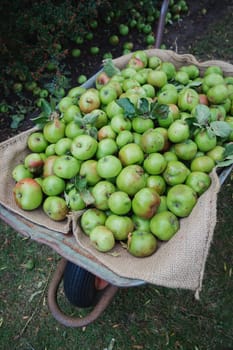A close-up shot of freshly picked green apples that have been collected into a wheelbarrow.