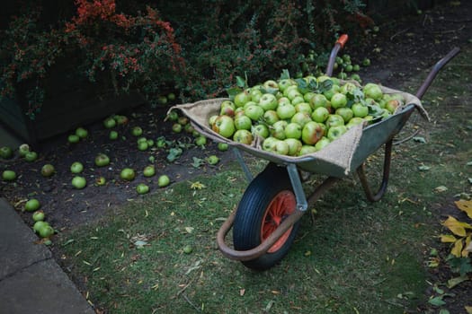 A wide-view shot of a wheelbarrow filled with fresh green apples in a garden.