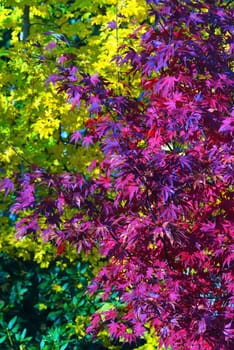 Japanese maple under blue sky in autumn