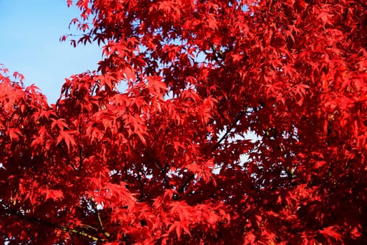 Japanese maple under blue sky in autumn
