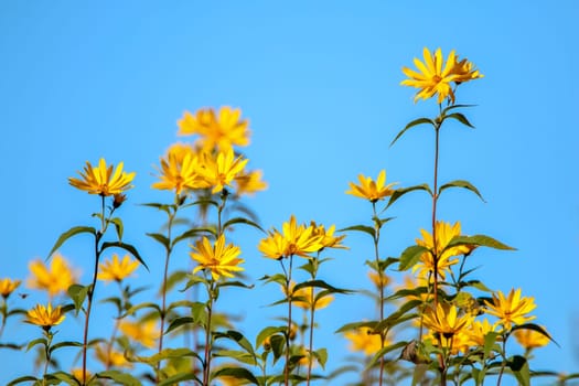 Bright beautiful yellow flowers on blue sky background. Yellow flowers. Blooming nature flowers. Wild flowers in Latvia. ..