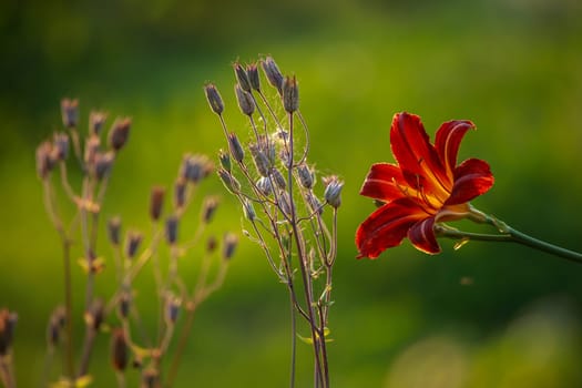 Red lily on field. Blooming lilies. Red lily on green grass. Garden with red lily. Garden flowers. Nature flowers in garden. ..