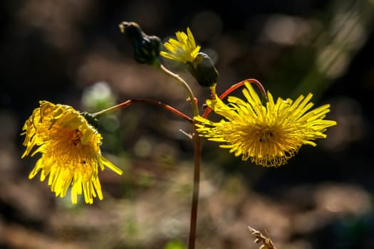 Yellow flowers. Blooming flowers. Yellow flowers on  grass. Meadow with rural flowers. Wild flowers. Nature flower. Weed on field.