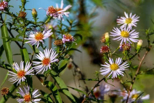 Bright beautiful violet flowers on blue sky background. Pink flowers. Blooming flowers. Wild nature flowers in Latvia.