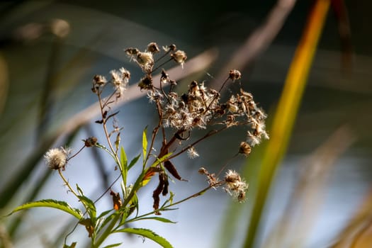 Deflorate flowers. Flower with spider web. Deflorate flower on a grass. Meadow with rural flowers. Wild nature flowers on field.