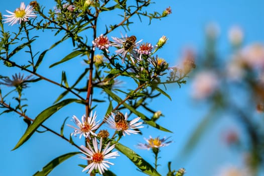 Bright beautiful violet flowers on blue sky background. Pink flowers. Blooming wild flowers in Latvia. Nature flower. Bees on flowers.