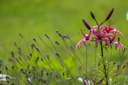 Pink lily on field. Blooming lilies. Pink lily on green grass. Garden with pink lily. Garden flowers. Nature flowers in garden. ..