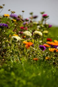 Blooming calendula and asters. Asters and calendula  in green garden. Meadow with flowers. Wild flowers. Asters and calendula on field.