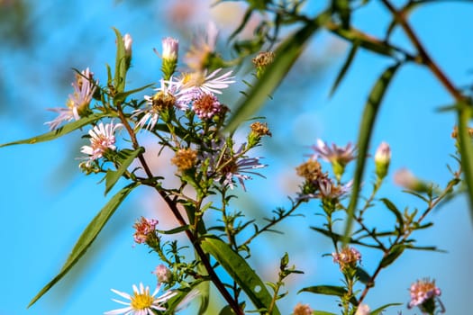 Bright beautiful violet flowers on blue sky background. Pink flowers. Blooming flowers. Nature wild flowers in Latvia.