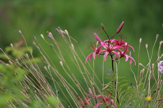 Pink lily on field. Blooming lilies. Pink lily on green grass. Garden with pink lily. Garden flowers. Nature flowers in garden. ..