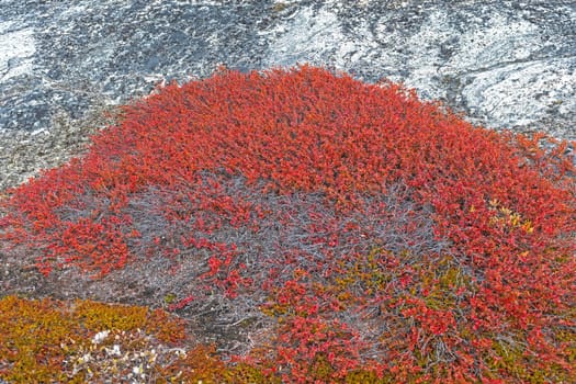 Tundra Plants in Fall Colors in the Arctic by the Icefjord of Ilulissat, Greenland