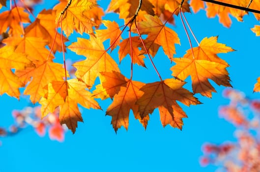 Yellow autumn maple leaves tree with blue sky background