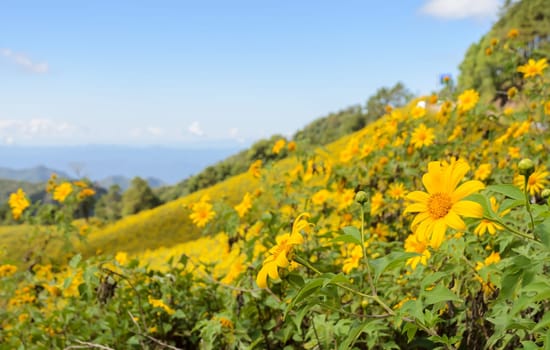 Wild Mexican sunflower blooming valley (Tung Bua Tong ) at Doi Mea U Koh in Maehongson Province, Thailand.