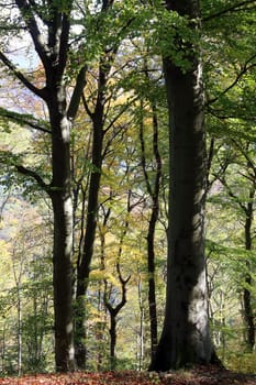 Red beech trees in autumn at the Heiligenberg in Heidelberg
