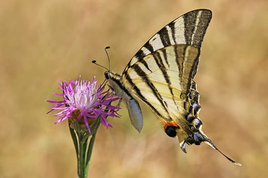 Butterfly Iphiclides podalirius