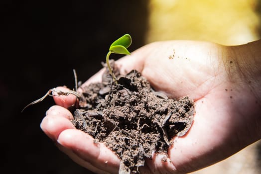 Hands of the men were planting the seedlings into the ground to dry.