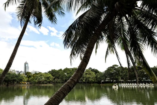 Landscape of lakeside view with palm trees in Lumphini Park in Bangkok, Thailand