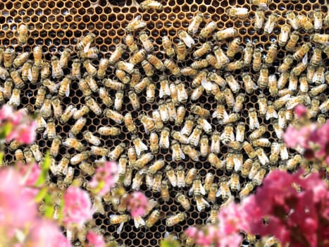 Close up group of honeybees on honeycomb in sunny garden