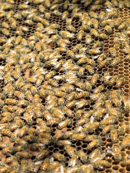 Close up group of honeybees on honeycomb in sunny garden